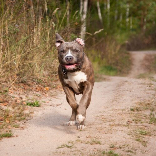 After Spending 2000 Days In A Shelter, Senior Pit Bull Gets A Christmas Miracle - A New Family