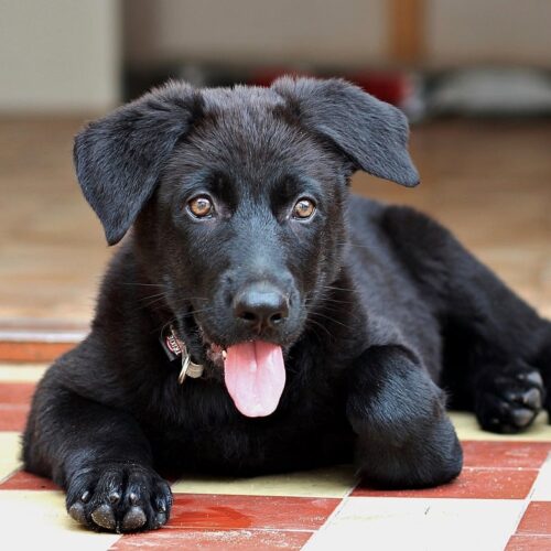 Dog Rescued On Side Of Road Before Rainstorm Adopted By Loving Family