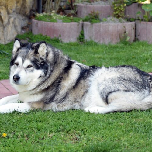 Woman Adopts An Alaskan Malamute Dog That Had The Body Of A Polar Bear