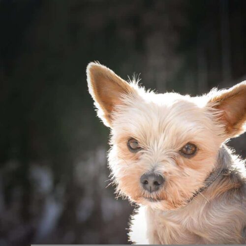 A Video Of A Yorkshire Terrier’s Close Call With A Bald Eagle Has Gone Viral On The Internet
