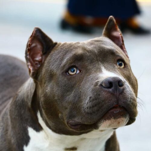 Watch: This Sleepy Pittie Wakes Up And Then Goes Back To Sleep