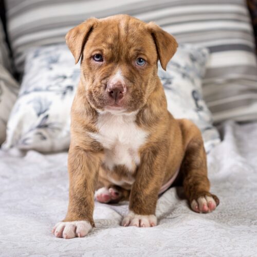 Abused Puppy Adopted By The Brave Police Officer Who Rescued Him