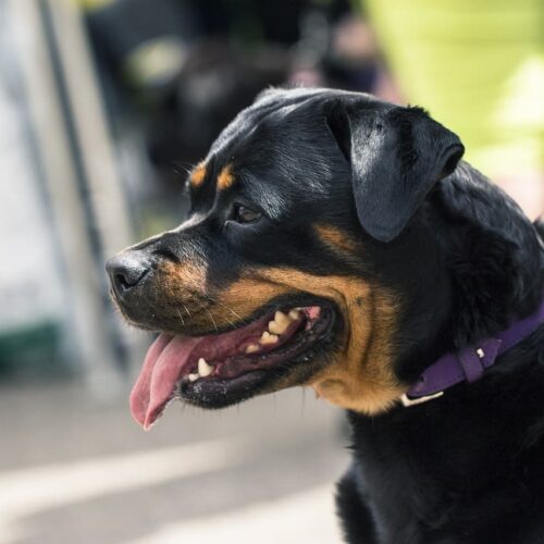 This Dog And Her Cute Human Sibling Love To Sing Together And Just Have Fun