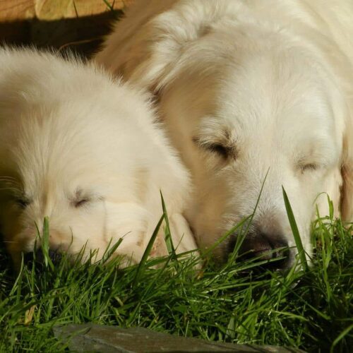 A Caring Dog Raised A Young Lion Cub As If It Were Her Own Child