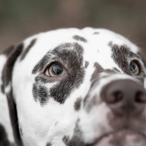 Golden Retriever Was So Jealous Of His New Puppy Brother Until He Realized That Being A Big Brother Isn't So Bad