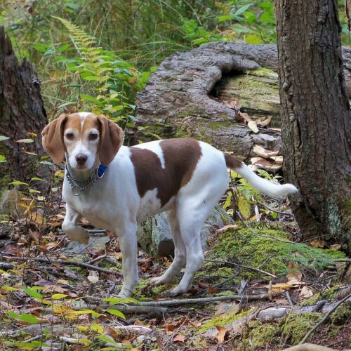 Senior Beagle Has Spent Three Years In A Shelter, Waiting For A New Forever Home
