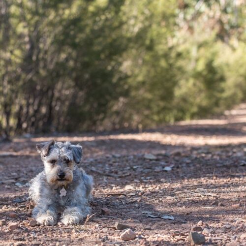 A Nurse Who Was Part Of A 2016 Rescue Mission To Search For A Dead Treasure Hunter Adopts The Man's Dog