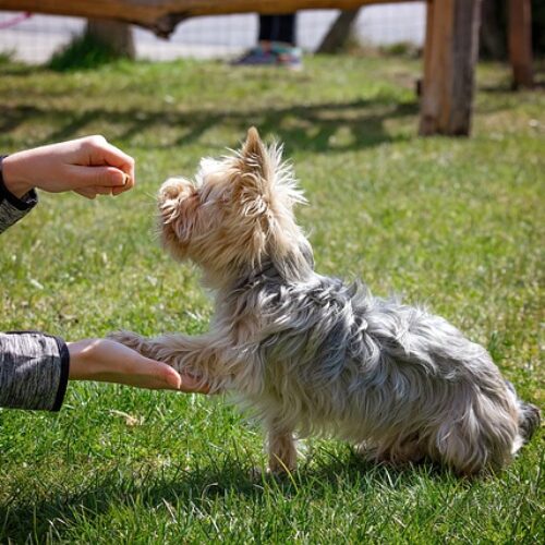 7 Tips – How Should I Start Training My Dog?