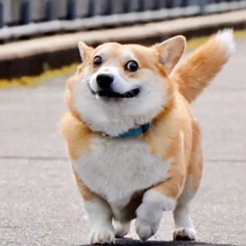 Gen the Corgi meme photo