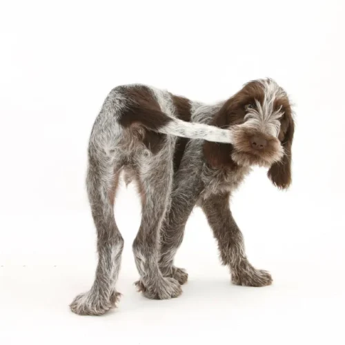 a dog chewing his tail