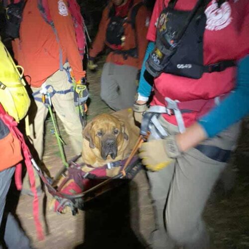 Floyd, A 190-Pound Dog, Was Rescued After Being Too Exhausted On A Hike