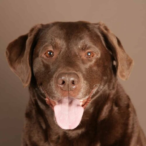 Eight-Year-Old Chocolate Labrador From Columbia Delivers Goods To Mini-Mart Customers