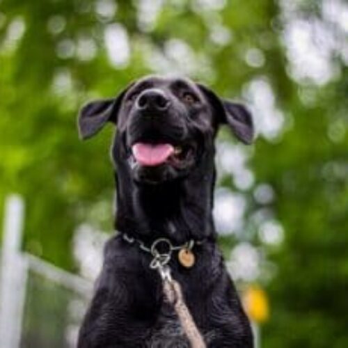Loyal Dog Checks On His Little Sister Every Night