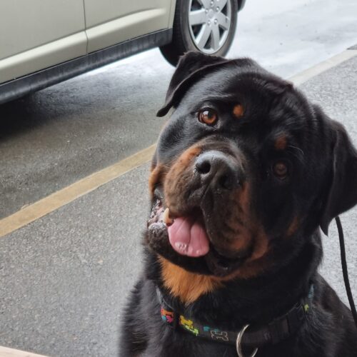 Sweet Rottweiler Savors Mom's Loving Head Rubs, And The Puppy's Look Of Pure Bliss Will Put You In A Relaxed Mood