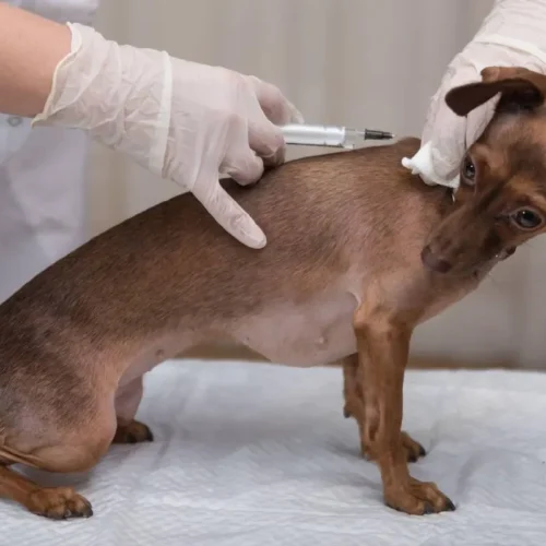 dog getting booster shot of rabies vaccine