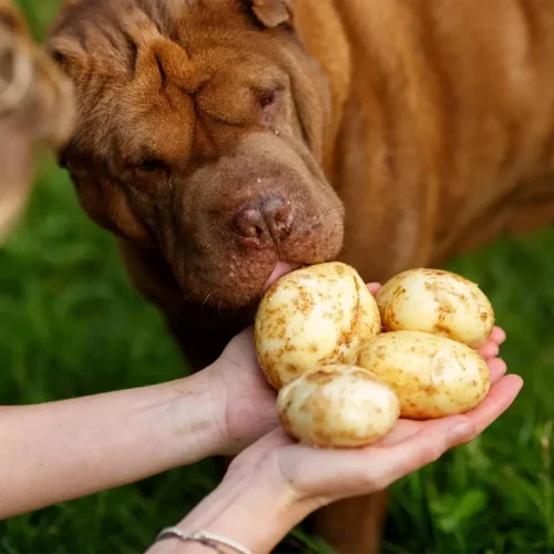 girl offering potatoes to her dog