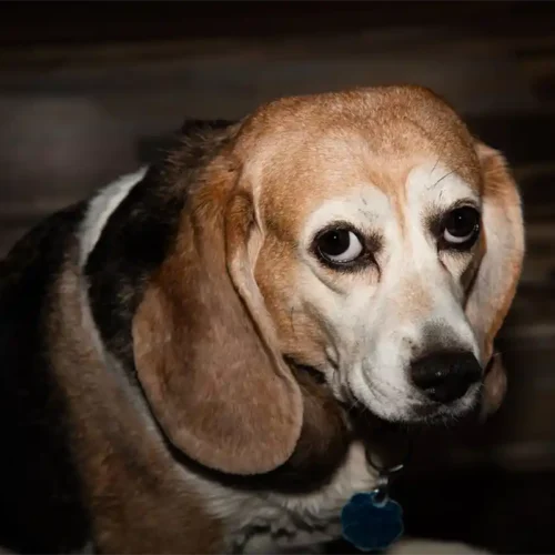 senior Beagle